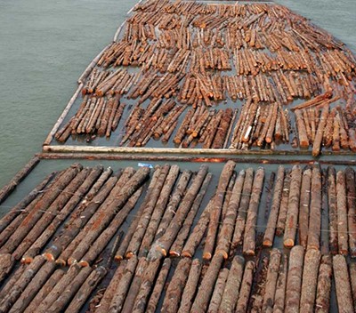 Из-за маловодья Ангары в Лесосибирске планируют создать новый маршрут транспортировки древесины