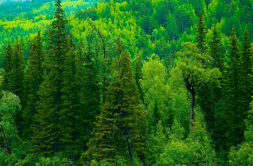 Госдума приняла в первом чтении закон «о компенсационных лесах»